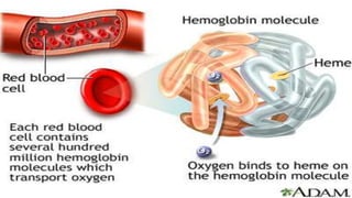 Anemia | PPTX