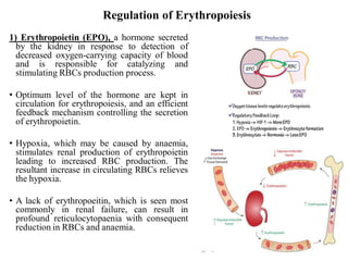 Stimulus For Rbc Production Anemia.pdf