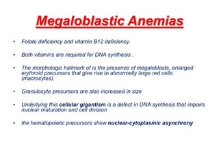 Megaloblastic Anemias
• Folate deficiency and vitamin B12 deficiency.
• Both vitamins are required for DNA synthesis .
• The morphologic hallmark of is the presence of megaloblasts, enlarged
erythroid precursors that give rise to abnormally large red cells
(macrocytes).
• Granulocyte precursors are also increased in size
• Underlying this cellular gigantism is a defect in DNA synthesis that impairs
nuclear maturation and cell division
• the hematopoietic precursors show nuclear-cytoplasmic asynchrony
 