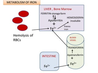 INTESTINE
Fe2+
BLOOD
VESSEL
Fe2+
Apotransferrin
TRANSFERRIN
+
LIVER , Bone Marrow
Fe2+
Apoferritin
+
FERRITIN-storageform
HEMOSIDERIN-
insoluble
Hemolysis of
RBCs
Excess
iron
METABOLISM OF IRON
 