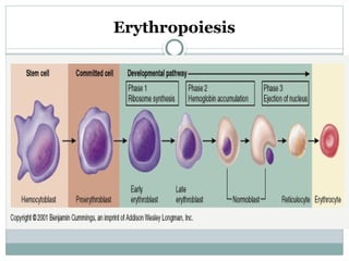 Anemia types and its management in medicine | PPTX