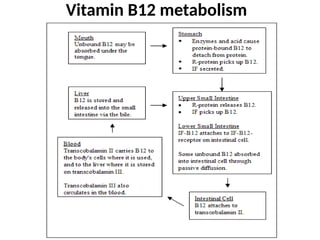 Vitamin B12 metabolism
 