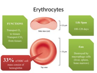 Erythrocytes
Life Span
100-120 days
FUNCTIONS
Transport O2
to tissues
Transport CO2
from tissues
Fate
Destroyed by
macrophage cells
(liver, spleen,
bone marrow)
33% of RBC cell
mass consist of
hemoglobin
 
