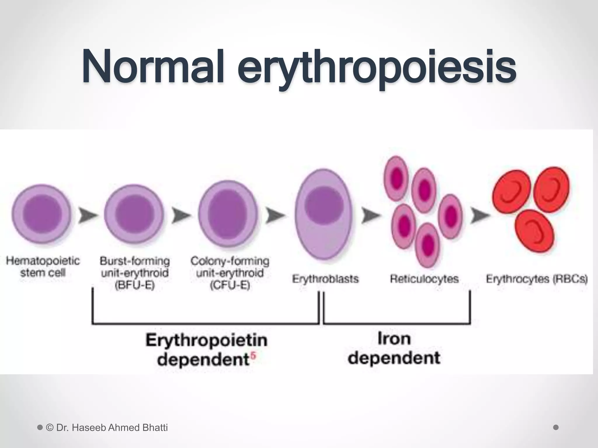 Normal erythropoiesis
© Dr. Haseeb Ahmed Bhatti
 