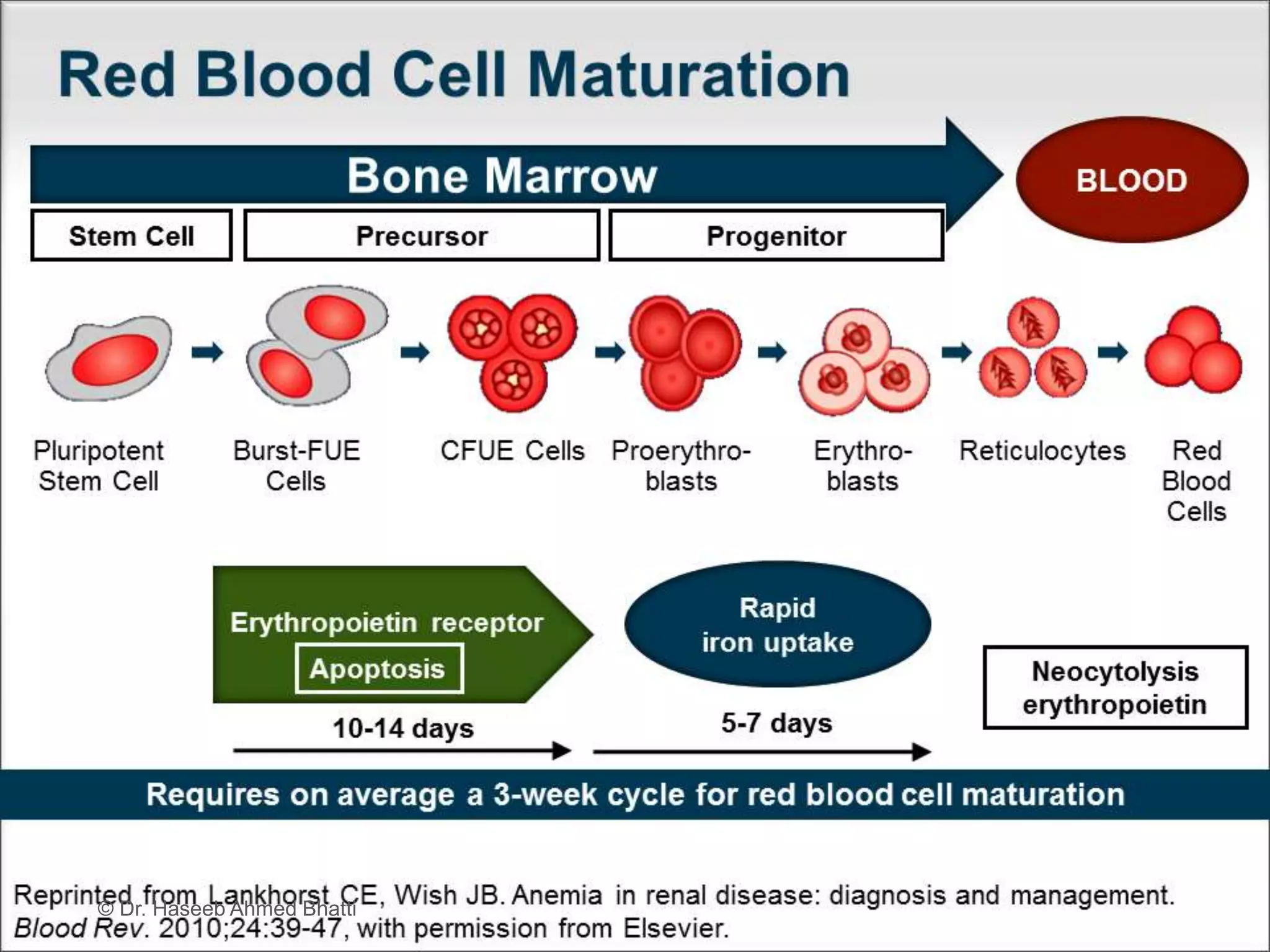 © Dr. Haseeb Ahmed Bhatti
 