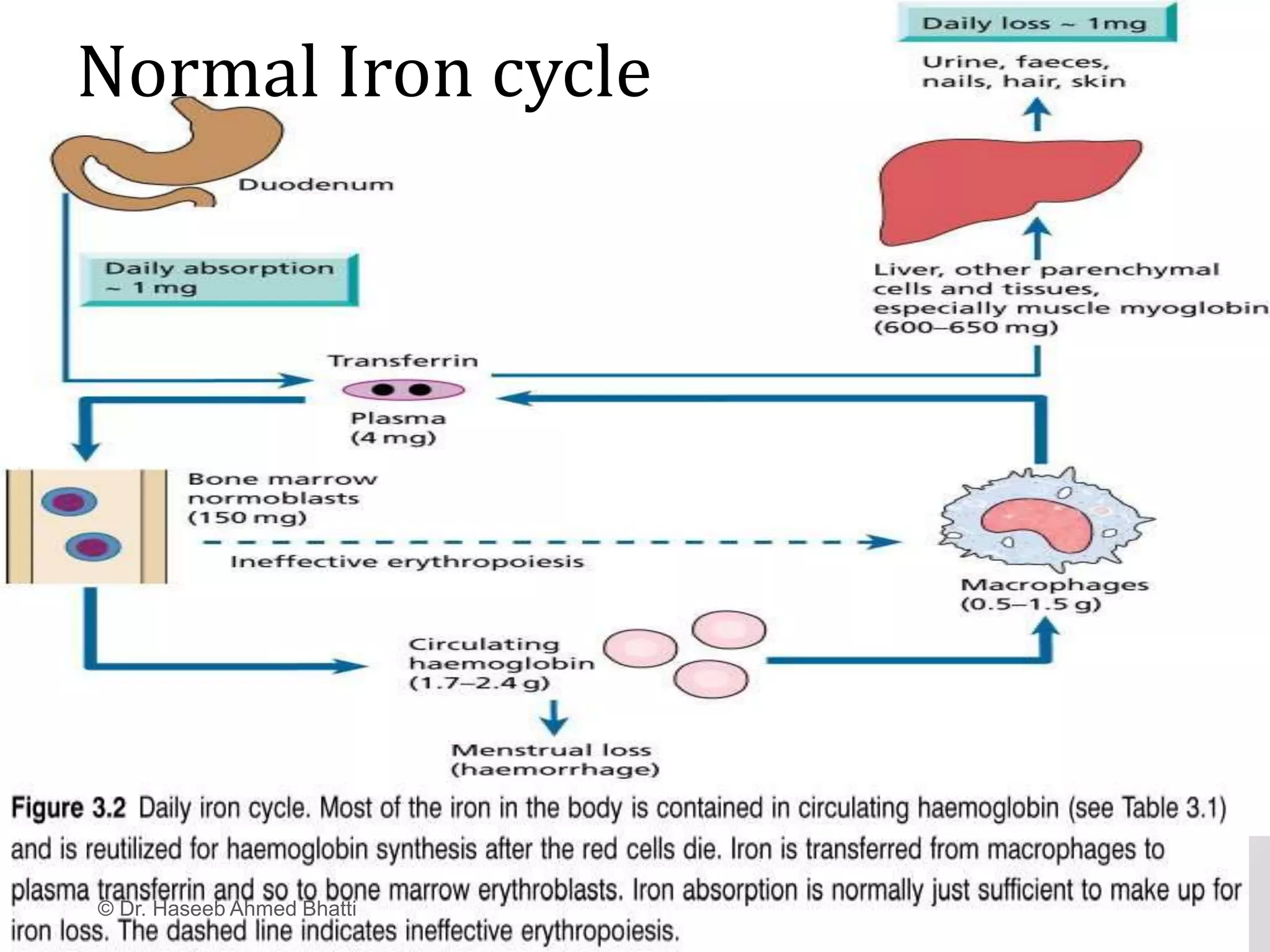 Normal Iron cycle
© Dr. Haseeb Ahmed Bhatti
 