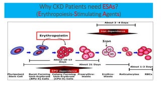 Why CKD Patients need ESAs?
(Erythropoiesis-Stimulating Agents)
 