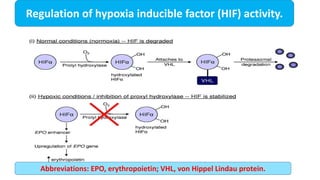 Regulation of hypoxia inducible factor (HIF) activity.
Abbreviations: EPO, erythropoietin; VHL, von Hippel Lindau protein.
 