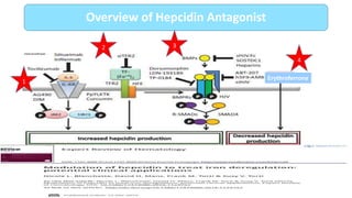 Overview of Hepcidin Antagonist
1
2 3
4
Erythroferrone
 
