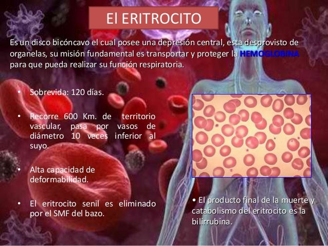 Anemia: definicion, fisiopatología, clasificación desarrollada