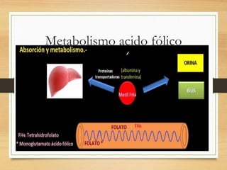 Metabolismo acido fólico
 
