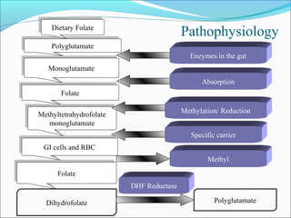 Pathophysiology
GI cells and RBCGI cells and RBC
Methyltetrahydrofolate
monoglutamate
Methyltetrahydrofolate
monoglutamate
FolateFolate
MonoglutamateMonoglutamate
PolyglutamatePolyglutamate
Dietary FolateDietary Folate
Dihydrofolate
Enzymes in the gut
Absorption
Methylation/ Reduction
Specific carrier
Methyl
FolateFolate
Polyglutamate
DHF Reductase
 