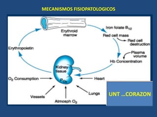 MECANISMOS FISIOPATOLOGICOS
UNT …CORAZON
 