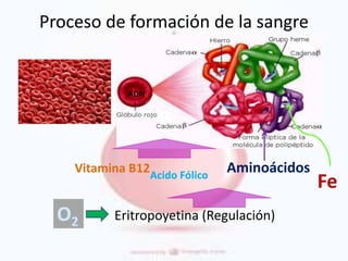 Proceso de formación de la sangre
Eritropoyetina (Regulación)
Fe
AminoácidosVitamina B12Acido Fólico
O2
ADN
 