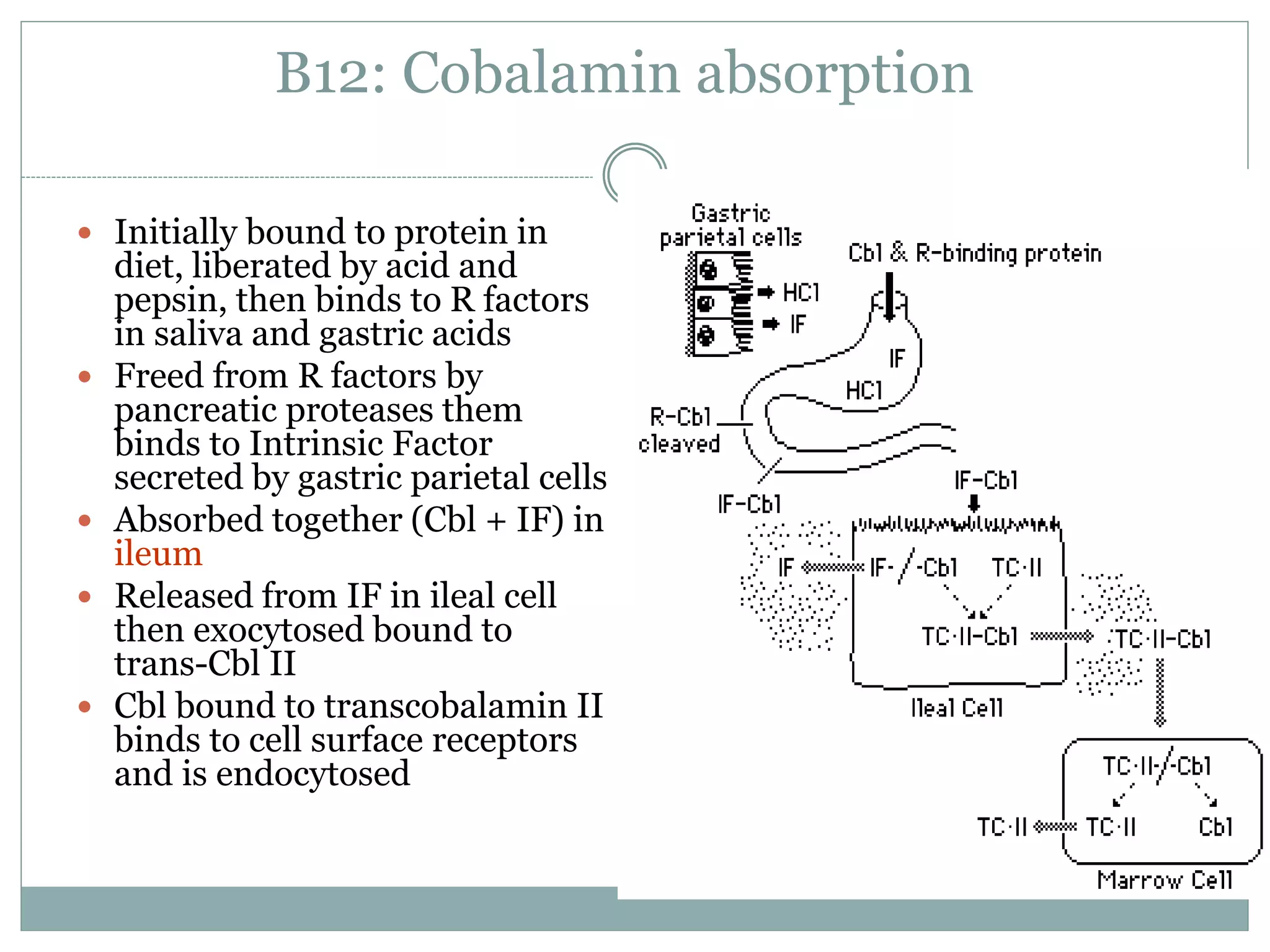 B12: Cobalamin absorption
 Initially bound to protein in
diet, liberated by acid and
pepsin, then binds to R factors
in saliva and gastric acids
 Freed from R factors by
pancreatic proteases them
binds to Intrinsic Factor
secreted by gastric parietal cells
 Absorbed together (Cbl + IF) in
ileum
 Released from IF in ileal cell
then exocytosed bound to
trans-Cbl II
 Cbl bound to transcobalamin II
binds to cell surface receptors
and is endocytosed
 