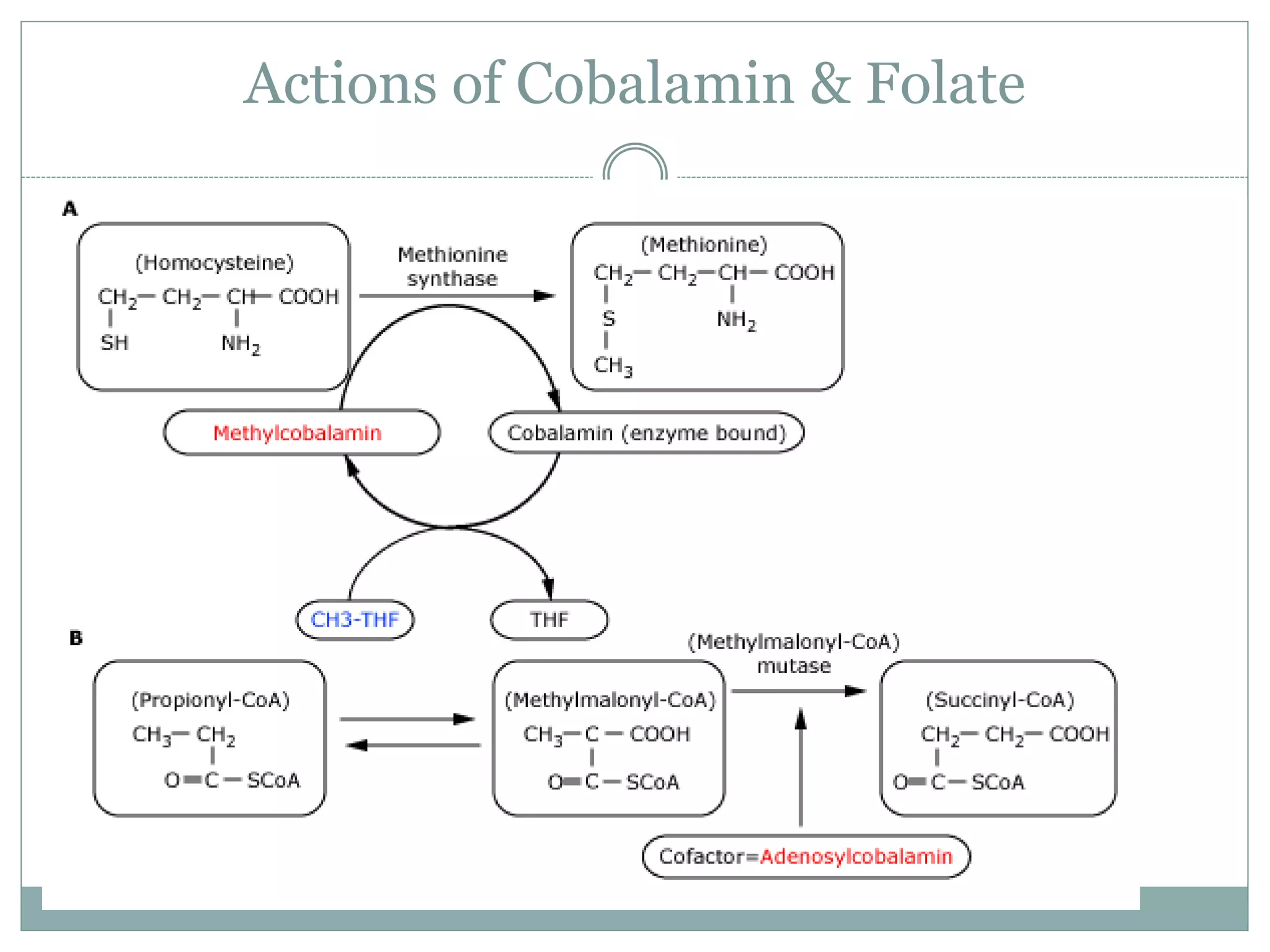 Actions of Cobalamin & Folate
 