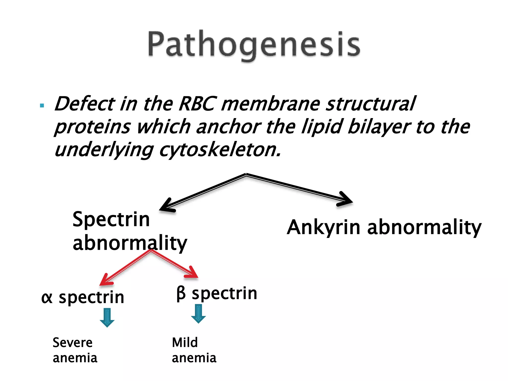  Defect in the RBC membrane structural
proteins which anchor the lipid bilayer to the
underlying cytoskeleton.
Spectrin
abnormality
Ankyrin abnormality
α spectrin β spectrin
Severe
anemia
Mild
anemia
 