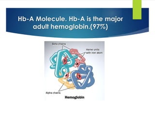 Hb-A Molecule. Hb-A is the major
adult hemoglobin.(97%)
 