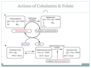 Actions of Cobalamin & Folate
 