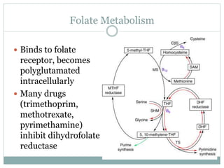 Folate Metabolism
 Binds to folate
receptor, becomes
polyglutamated
intracellularly
 Many drugs
(trimethoprim,
methotrexate,
pyrimethamine)
inhibit dihydrofolate
reductase
 