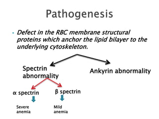  Defect in the RBC membrane structural
proteins which anchor the lipid bilayer to the
underlying cytoskeleton.
Spectrin
abnormality
Ankyrin abnormality
α spectrin β spectrin
Severe
anemia
Mild
anemia
 