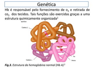 Genética
Hb é responsável pelo fornecimento de o2 e retirada de
co2 dos tecidos. Tais funções são exercidas graças a uma
estrutura quimicamente organizada1
Fig.3. Estrutura da hemoglobina normal (Hb A)2
 