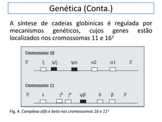 Genética (Conta.)
A síntese de cadeias globinícas é regulada por
mecanismos genéticos, cujos genes estão
localizados nos cromossomas 11 e 163
Fig. 4. Complexo alfa e beta nos cromossomos 16 e 113
 