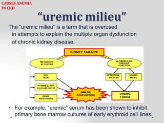 “uremic milieu”
The “uremic milieu” is a term that is overused
in attempts to explain the multiple organ dysfunction
of chronic kidney disease.
• For example, “uremic” serum has been shown to inhibit
primary bone marrow cultures of early erythroid cell lines.
CAUSES ANEMIA
IN CKD
 