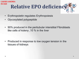 Relative EPO deficiency
• Erythropoietin regulates Erythropoiesis
• Glycosylated polypeptide
• 90% produced in the peritubular interstitial Fibroblasts
like cells of kideny ,10 % in the liver
• Produced in response to low oxygen tension in the
tissues of kidneys
CAUSES ANEMIA
IN CKD
 