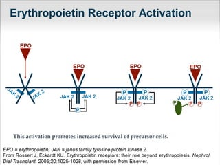 This activation promotes increased survival of precursor cells.
 