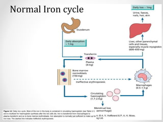 Normal Iron cycle
 
