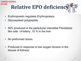 Relative EPO deficiency
• Erythropoietin regulates Erythropoiesis
• Glycosylated polypeptide
• 90% produced in the peritubular interstitial Fibroblasts
like cells of kideny ,10 % in the liver
• No preformed stores
• Produced in response to low oxygen tension in the
tissues of kidneys
CAUSES ANEMIA
IN CKD
 