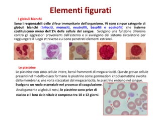 Elementi figurati
I globuli bianchi
Sono i responsabili delle difese immunitarie dell'organismo. Vi sono cinque categorie di
globuli bianchi (linfociti, monociti, neutrofili, basofili e eosinofili) che insieme
costituiscono meno dell'1% delle cellule del sangue. Svolgono una funzione difensiva
contro gli aggressori provenienti dall'esterno e si avvalgono del sistema circolatorio per
raggiungere il luogo attraverso cui sono penetrati elementi estranei.

Le piastrine
Le piastrine non sono cellule intere, bensì frammenti di megacariociti. Queste grosse cellule
presenti nel midollo osseo formano le piastrine come gemmazioni citoplasmatiche avvolte
dalla membrana; una volta staccatasi dal megacariocita, le piastrine entrano nel sangue.
Svolgono un ruolo essenziale nel processo di coagulazione.
Analogamente ai globuli rossi, le piastrine sono prive di
nucleo e il loro ciclo vitale è compreso tra 10 e 12 giorni.

 