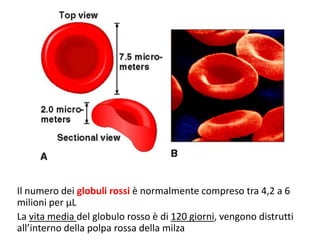 Il numero dei globuli rossi è normalmente compreso tra 4,2 a 6
milioni per µL
La vita media del globulo rosso è di 120 giorni, vengono distrutti
all’interno della polpa rossa della milza

 