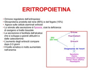 ERITROPOIETINA
• Ormone regolatore dell’eritropoiesi
• Glicoproteina prodotta dal rene (85%) e dal fegato (15%)
• Agisce sulle cellule staminali eritroidi
• Lo stimolo alla secrezione è l’ipossia, cioè la deficienza
di ossigeno a livello tissutale
• La secrezione è facilitata dall’alcalosi
che si sviluppa a grandi altitudini e
EPO
dalle catecolamine
(dal rene)
• L’aumento degli eritrociti compare
dopo 2-3 giorni
• Il livello ematico è molto aumentato
nell’anemia

Eritrone
Proeritroblasti
Eritrociti

Ossigenazione dei tessuti
Ipovolemia
Anemia
Diminuzione emoglobina
Scarso flusso ematico
Pneumopatie

 