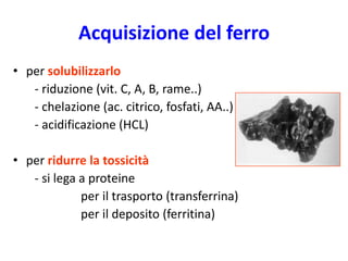 Acquisizione del ferro
• per solubilizzarlo
- riduzione (vit. C, A, B, rame..)
- chelazione (ac. citrico, fosfati, AA..)
- acidificazione (HCL)
• per ridurre la tossicità
- si lega a proteine
per il trasporto (transferrina)
per il deposito (ferritina)

 