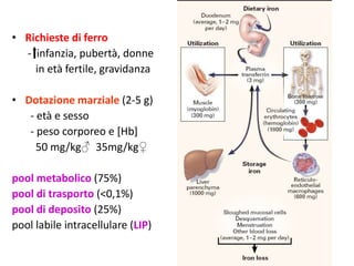 • Richieste di ferro
- infanzia, pubertà, donne
in età fertile, gravidanza
• Dotazione marziale (2-5 g)
- età e sesso
- peso corporeo e [Hb]
50 mg/kg♂ 35mg/kg♀
pool metabolico (75%)
pool di trasporto (<0,1%)
pool di deposito (25%)
pool labile intracellulare (LIP)

 