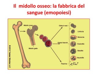 Il midollo osseo: la fabbrica del
sangue (emopoiesi)

 