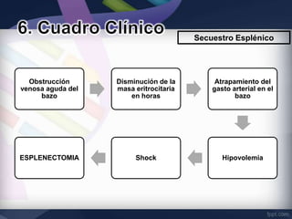 Secuestro Esplénico




  Obstrucción      Disminución de la         Atrapamiento del
venosa aguda del   masa eritrocitaria       gasto arterial en el
     bazo              en horas                    bazo




ESPLENECTOMIA           Shock                  Hipovolemia
 