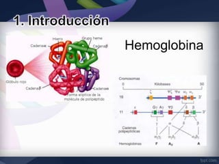 Hemoglobina
 
