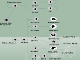 C.Madre M.L.
Pluripotente
C.Madre Linfoide
C.Madre Mieloide
CFC-T
CFC-B
L.T.
L.B
CFC-EOS
CFC-BAS
CFC-MIIX
CFC-MEG
BC-E CFC-E
CFC-GM
EOSINOFILO
BASOFILO
NEUTROFILO
MONOCITO
MEGACAR.
ERITROCITO
OSTEOCLASTO
MACROFAGO
PLAQUETAS
 