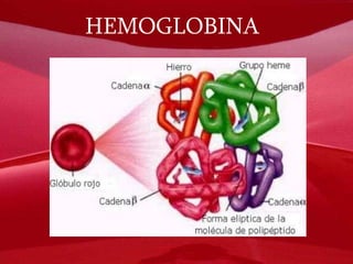 HEMOGLOBINA 
