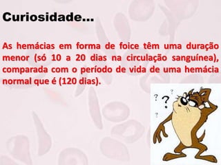 Curiosidade...
As hemácias em forma de foice têm uma duração
menor (só 10 a 20 dias na circulação sanguínea),
comparada com o período de vida de uma hemácia
normal que é (120 dias).
 