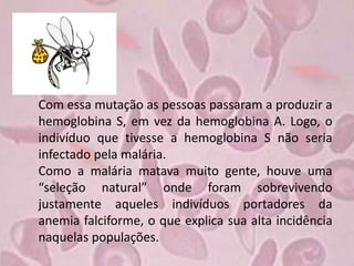 Com essa mutação as pessoas passaram a produzir a
hemoglobina S, em vez da hemoglobina A. Logo, o
indivíduo que tivesse a hemoglobina S não seria
infectado pela malária.
Como a malária matava muito gente, houve uma
“seleção natural” onde foram sobrevivendo
justamente aqueles indivíduos portadores da
anemia falciforme, o que explica sua alta incidência
naquelas populações.
 