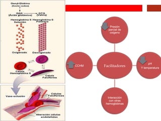 Facilitadores
Presión
parcial de
oxigeno
pH
Y temperatura
Interacción
con otras
hemoglobinas
CCHM
 