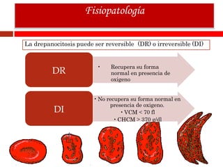 Fisiopatología
La drepanocitosis puede ser reversible (DR) o irreversible (DI)
• Recupera su forma
normal en presencia de
oxigeno
DR
•No recupera su forma normal en
presencia de oxigeno.
•VCM
•CHCM
70 fl
370 g/dl
DI
 
