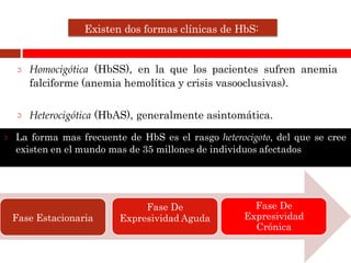 Homocigótica (HbSS), en la que los pacientes sufren anemia
falciforme (anemia hemolítica y crisis vasooclusivas).
Heterocigótica (HbAS), generalmente asintomática.
La forma mas frecuente de HbS es el rasgo heterocigoto, del que se cree
existen en el mundo mas de 35 millones de individuos afectados
Existen dos formas clínicas de HbS:
Fase Estacionaria
Fase De
Expresividad Aguda
Fase De
Expresividad
Crónica
 