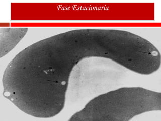 Fase Estacionaria
 