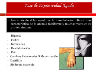 Las crisis de dolor agudo es la manifestación clínica más
característica de la anemia falciforme y muchas veces es su
primer síntoma.
• Hipoxia
• Fiebre
• Infecciones
• Deshidratación
• Frio
• Cambios Estacionales O Menstruación
• Dactilitis
• Síndrome mano-pie
Fase de Expresividad Aguda
 