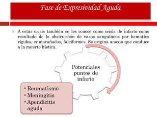 A estas crisis también se les conoce como crisis de infarto como
resultado de la obstrucción de vasos sanguíneos por hematíes
rígidos, enmarañados, falciformes. Se origina anoxia que conduce
a la muerte hística.
Fase de Expresividad Aguda
Potenciales
puntos de
infarto
•Reumatismo
•Meningitis
•Apendicitis
aguda
 